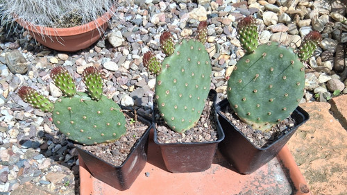 Opuntia basilaris ibrido