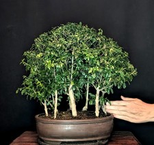 BONSAI DI LIGUSTRO CINESE