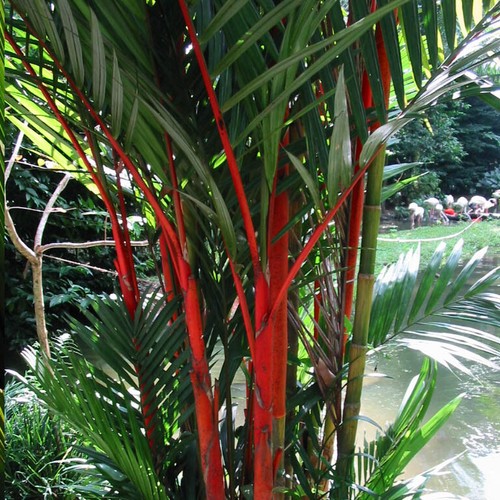 Palma gambo rosso dyrtostachys