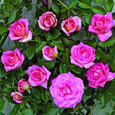 Clg. Parfum Royal®, Rosa