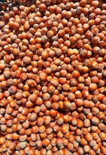 7 Kg Nocciole In Guscio