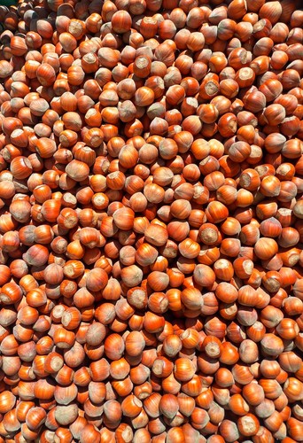 Nocciole in guscio - nocciole,