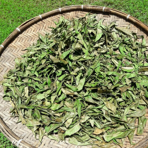 600 foglie neem - 600+,