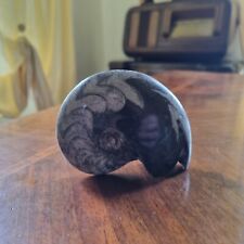 AMMONITE Fossile africana