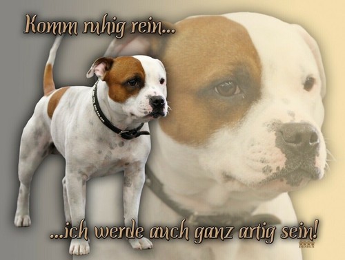 Staffordshire bullterrier - staffordshire,