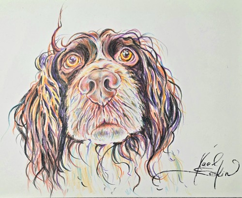 Dipinto springer spaniel - dipinto,