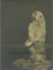 Pechinese cane piedi - in,
