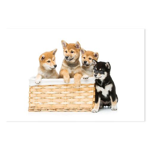Postereck 4075 shiba inu - postereck,