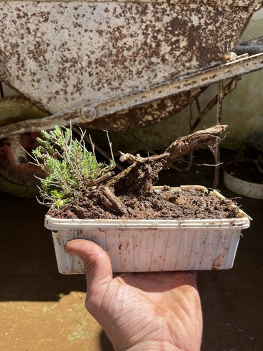 Bonsai timo macchia - bonsai,