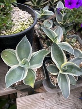 Agave gypsophila "Ivory Curls"