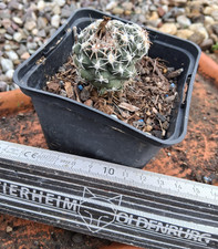 Sclerocactus glaucus cactus