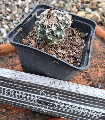 Sclerocactus glaucus cactus