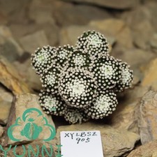 Rara Mammillaria luethyi