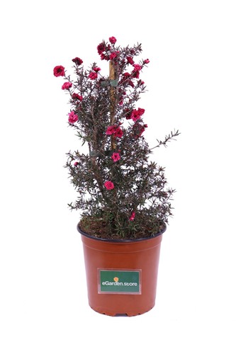 Pianta vera leptospermum - pianta,