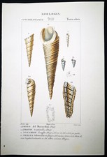 1831,PRETRE ORIGINALE ENGR. FINE ANTICHE CONCHIGLIE ACQUERELLO XR4