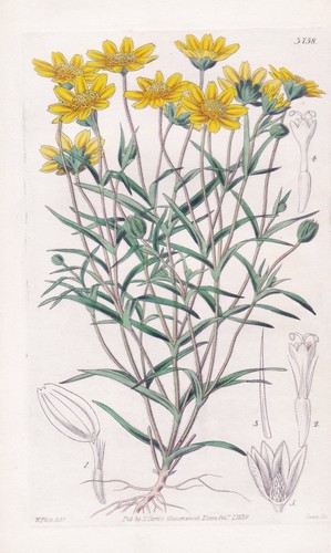 Burrielia gracilis incisione - gracilis,