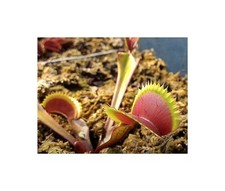 3 semi trappola per mosche di