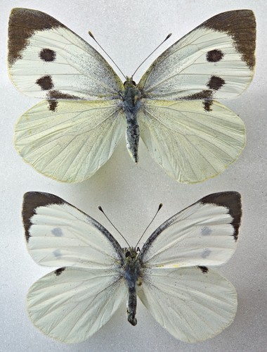Pieridae pieris brassicae - pieris,