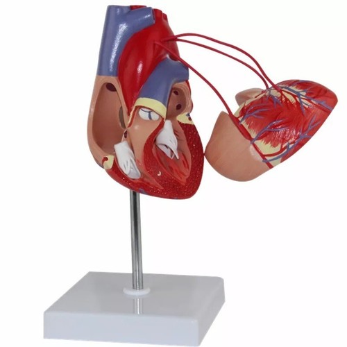 Modello cuore umano - , a