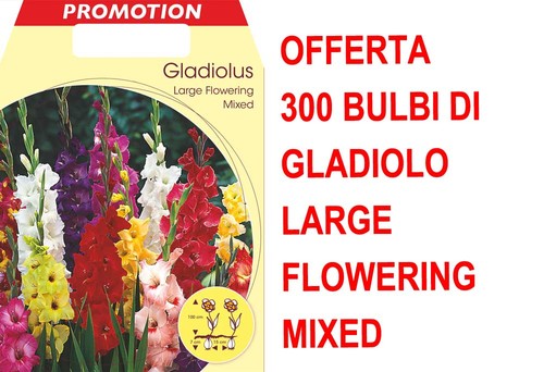 Offerta 300 bulbi - 300, primaverili