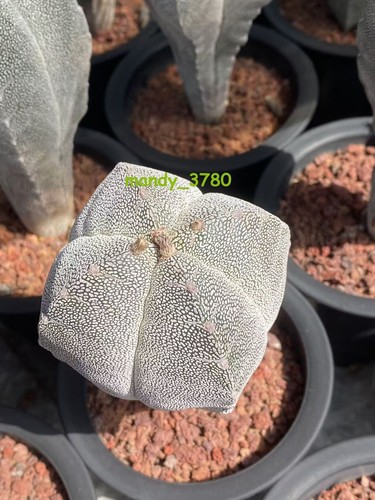 Astrophytum myriostigma onzuka - astrophytum,