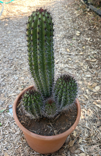 Stenocereus thurberi cactus - thurberi,
