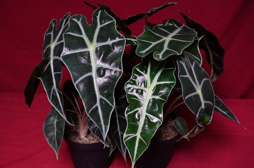 Alocasia polly pot - alocasia,
