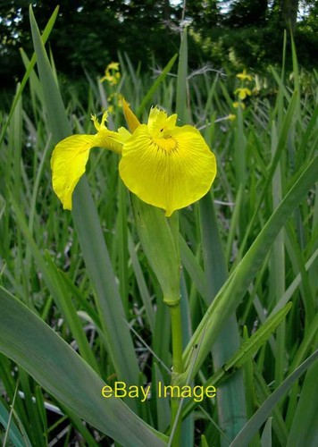 Photo 6x4 yellow - photo,
