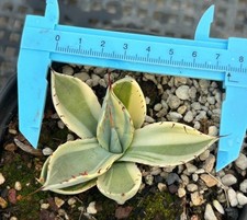 Sale rarecacti agave parryivar - agave,