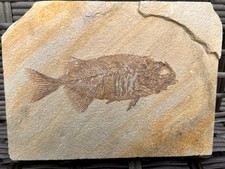 Pesce fossile Phareodus