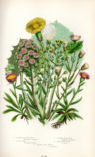 Stampa botanica antica 1899 - botanica,