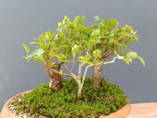 Pre Bonsai Carpino Nero 25x17cm In Vaso Frastagliata Pianta Da  Interno Estern ⭐