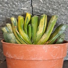 Haworthia truncata f