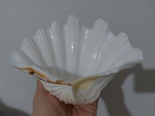 Conchiglia Tridacna Gigante 20