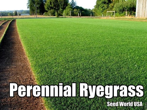 Semi ryegrass perenne - semi,