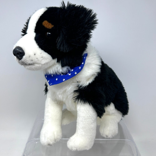 Australian shepherd border - shepherd,