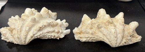 Conchiglia vongole gigante - conchiglia,