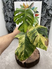 Monstera Yellow Marilyn Top