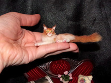 READY miniature Maine Coon cat