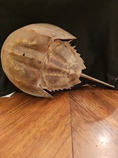 Conchiglia di granchio a ferro