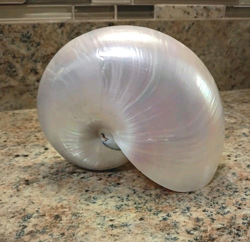 Conchiglia nautilus vintage - conchiglia,