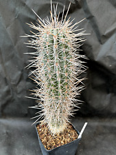 PACHYCEREUS PRINGLEI - VIVAIO