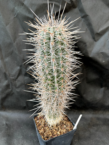 Pachycereus pringlei vivaio - pachycereus,