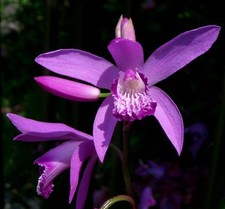 Graines orchidée jacinthe - 40,