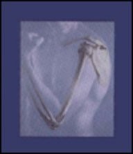 Human anatomy - human,