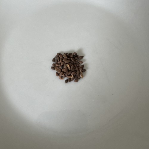Semi abete orientale - di,