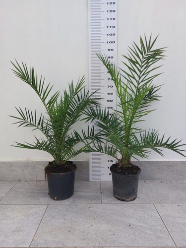 Pianta phoenix canariensis - phoenix,