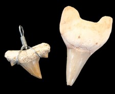FOSSILE-n. 2 DENTI di SQUALO