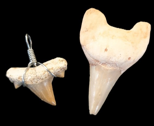 Fossile denti di - 2,