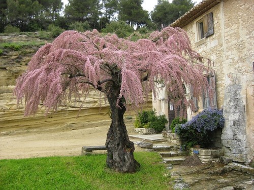 Tamerice comune tamarix - comune,